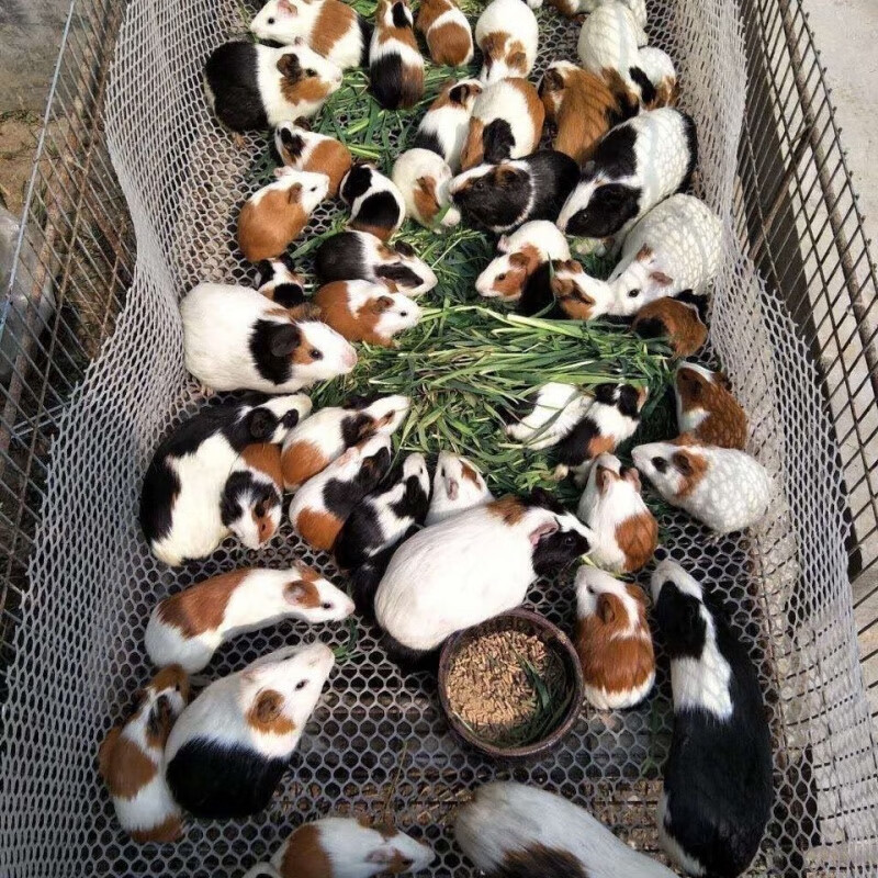 mojy荷兰猪活物豚鼠活体小宠物天竺鼠黑豚鼠荷兰兔白豚彩豚自家繁殖鼠