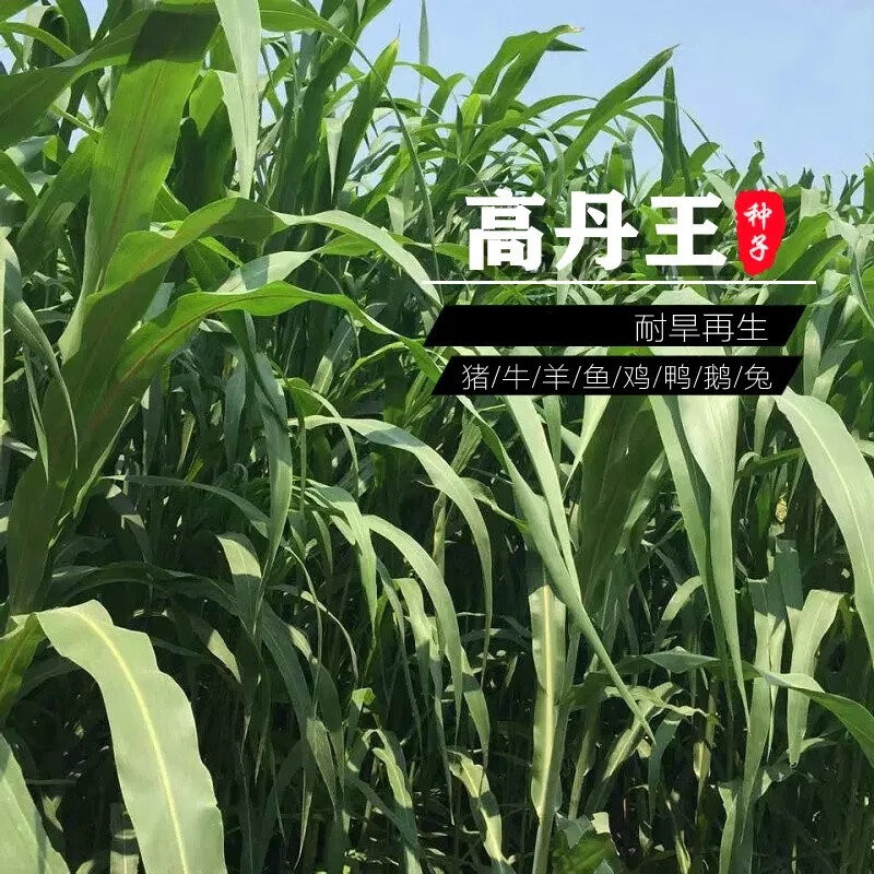 美外美国高丹王草牧草种子大力士甜高粱四季再生养殖牛羊猪鱼兔草种籽