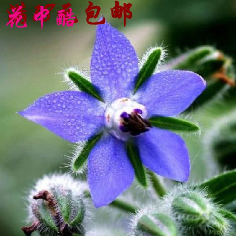 花中酷   琉璃苣种子蓝色 香草花卉花籽阳台庭院盆栽园艺春播易种