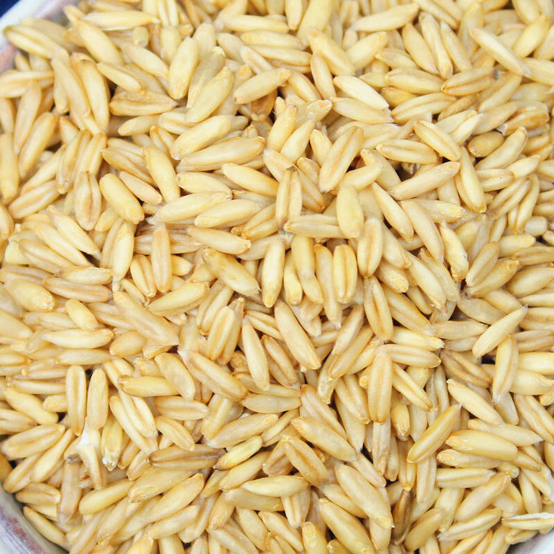 新货燕麦米5斤 农家自种燕麦仁荞麦米全胚芽燕麦五谷杂粮粗粮1斤 1斤燕麦米