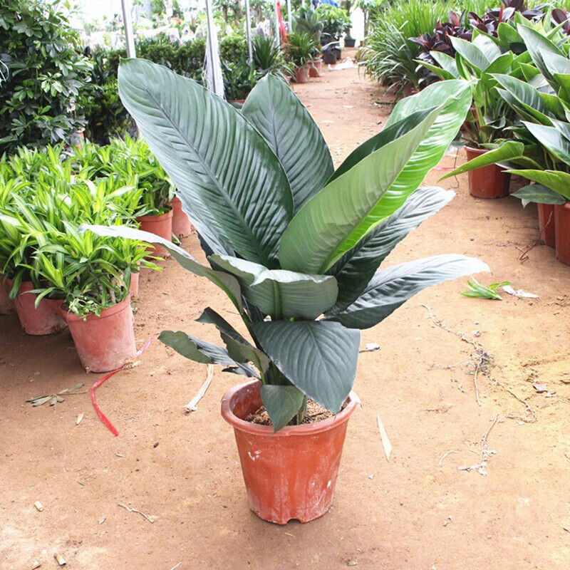 绿巨人 盆栽室内客厅大型盆景植物绿植万年青白掌大叶植物 如图绿巨人