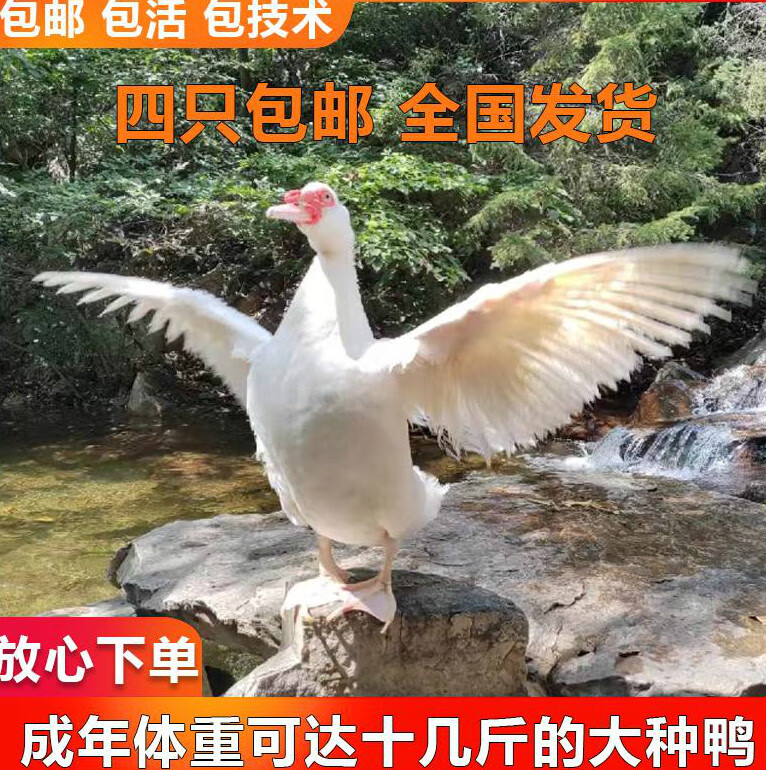 纯种一斤左右白番鸭活体脱温番鸭苗红脸鸭活苗白番鸭正宗大种 四只装