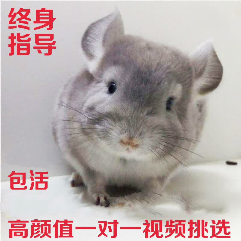 龙猫活物龙猫幼崽宝宝打过长毛龙猫标灰米色粉白银版紫灰宠物活体