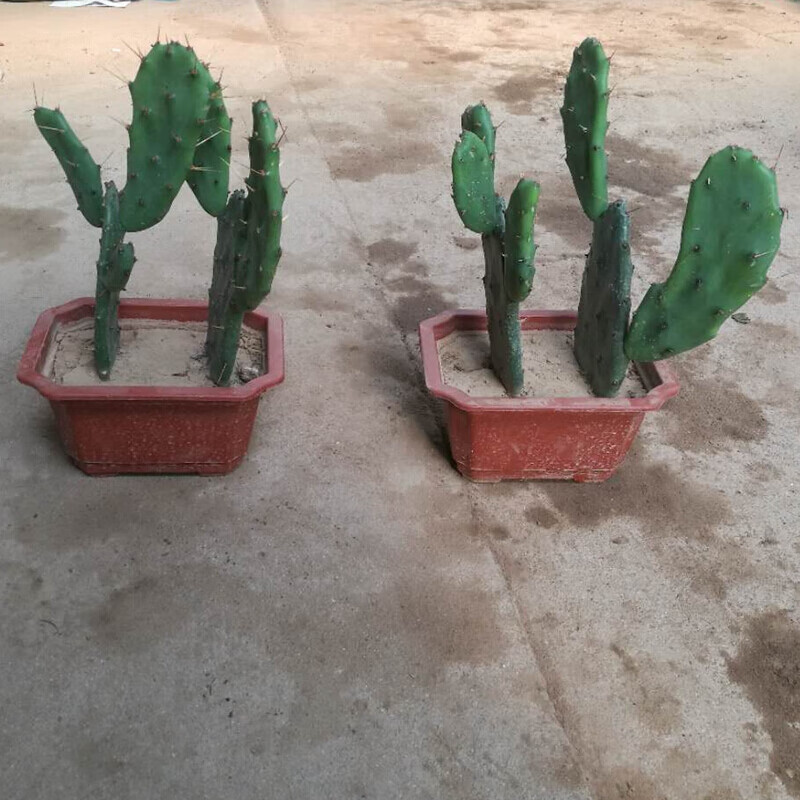 倾奢盆栽仙人掌苗 观赏仙人掌 盆栽型 室内盆栽绿植花卉 带根发发货