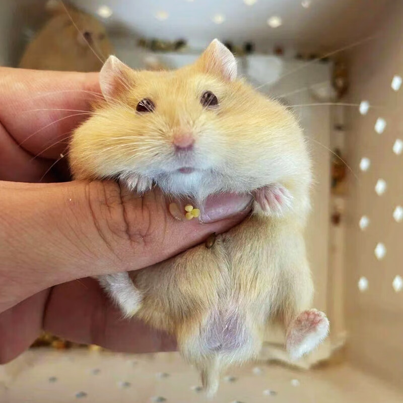 oimg家养小仓鼠活物已打疫苗不咬人银狐布丁三线紫仓活体宠物一公一母