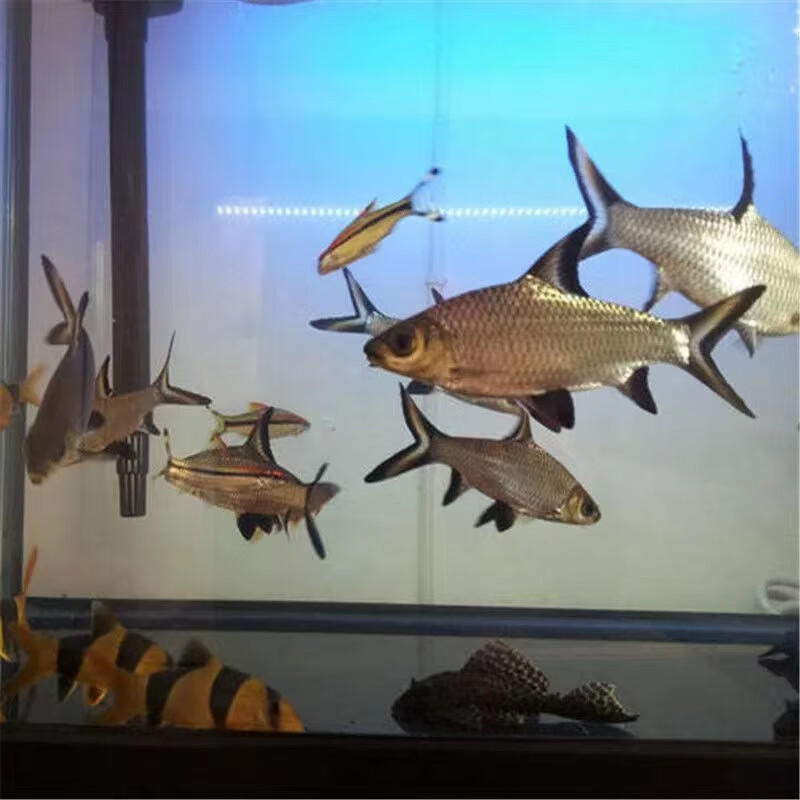 观赏鱼小蓝鲨虎头鲨大型热带鱼龙鱼配鱼 12-13cm蓝鲨 银鲨 白鲨各1条