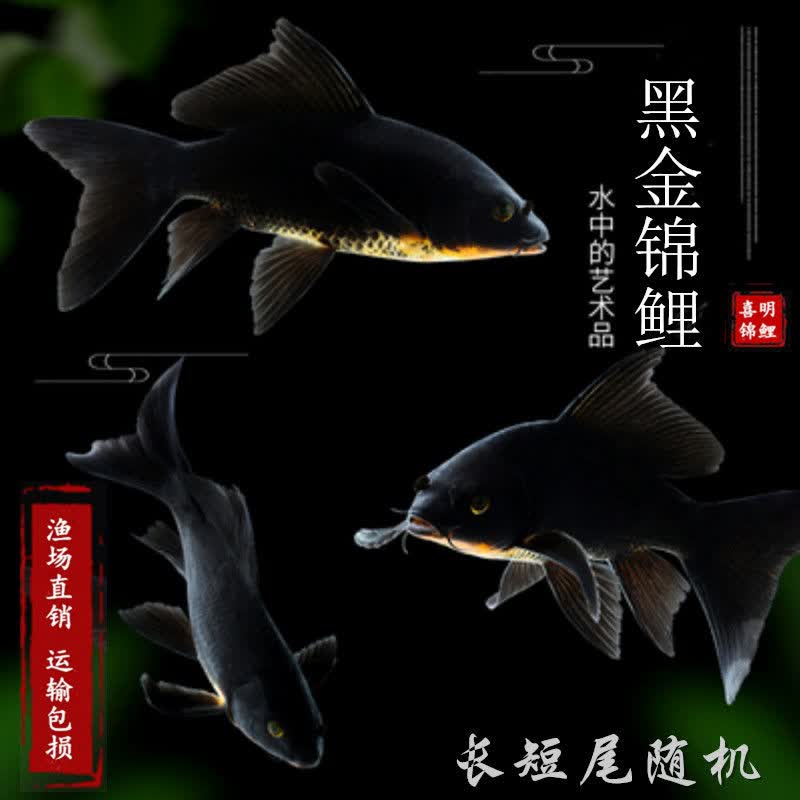 朵芮蜜开缸黑金锦鲤黑色黄色白色观赏鱼活体鱼苗大鱼冷水鱼 黑金锦鲤