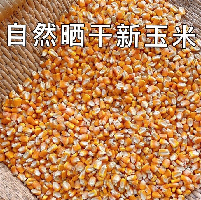 晗畅玉米粒饲料2022自然晒干 新玉米粒饲料  喂鸡鸭玉米 公园喂鸟 玉