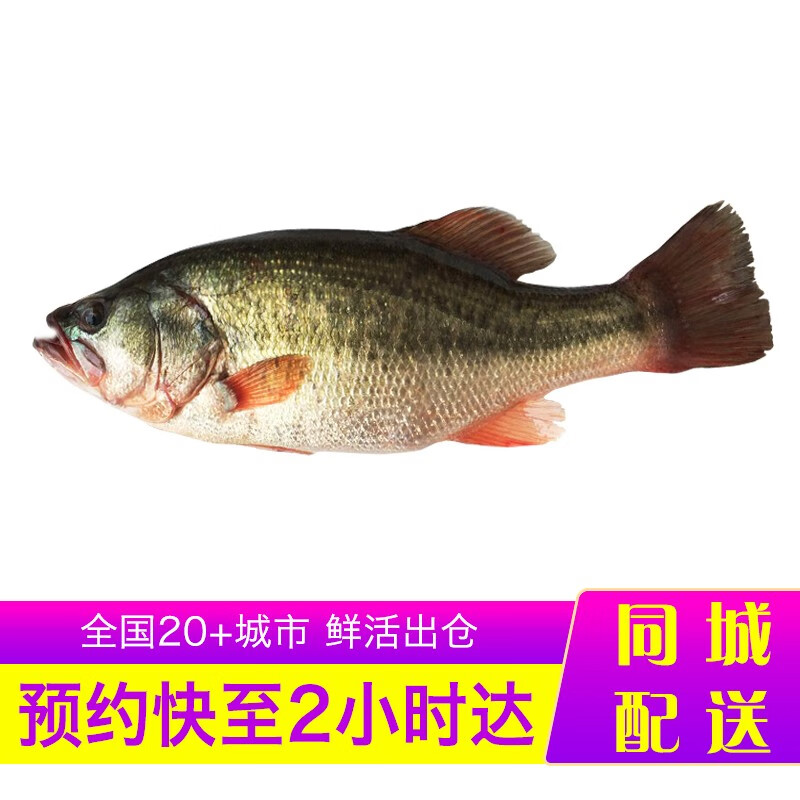 乐食港【活鲜】乐食港 鲜活河鲈鱼 整条活鱼 鱼类海鲜水产活体 活鲈鱼