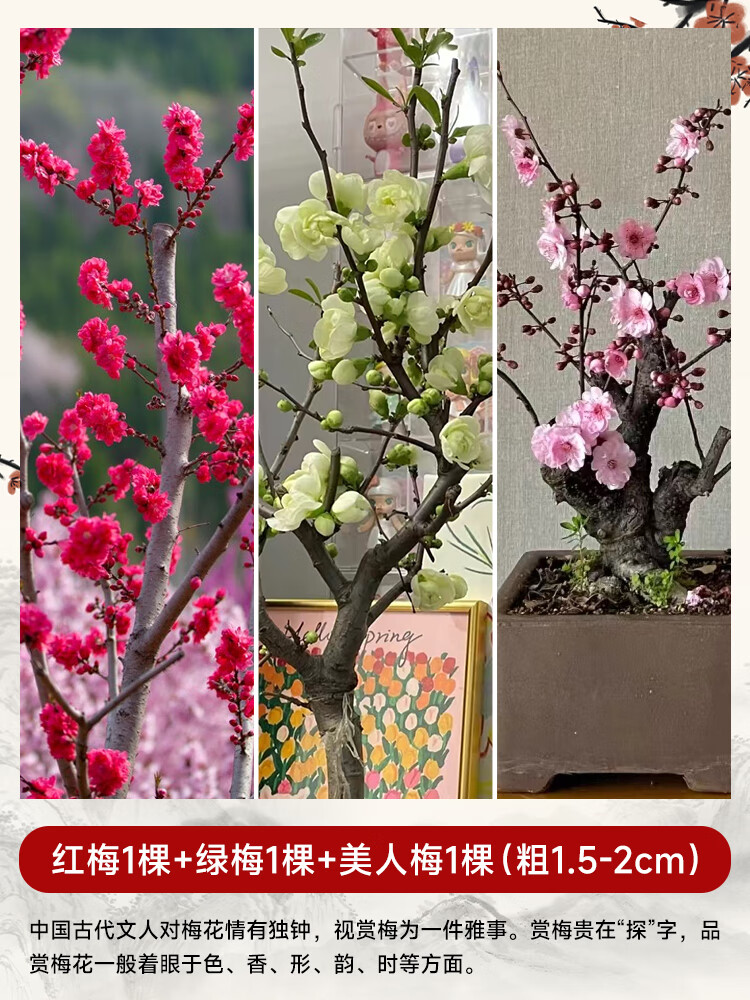 姒桀梅花盆栽树苗老桩盆景阳台庭院原生红梅大花浓香花卉耐寒四季腊梅