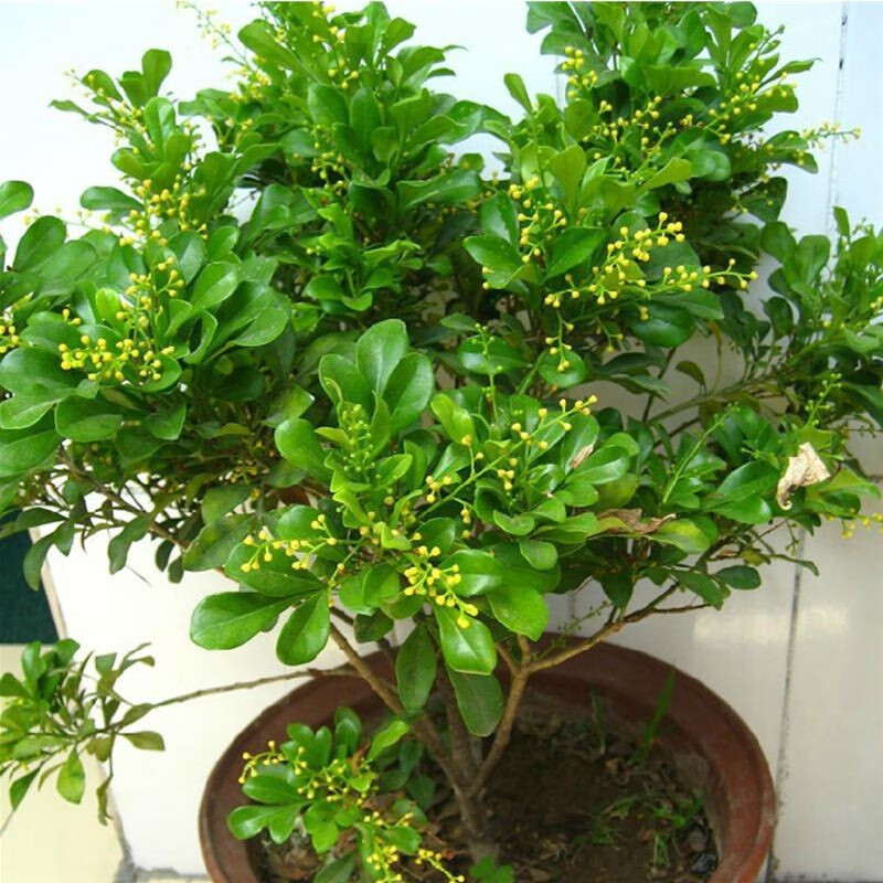 米兰花阳台常青植物盆栽室外庭院绿植带花浓香花卉别墅客厅好养植物