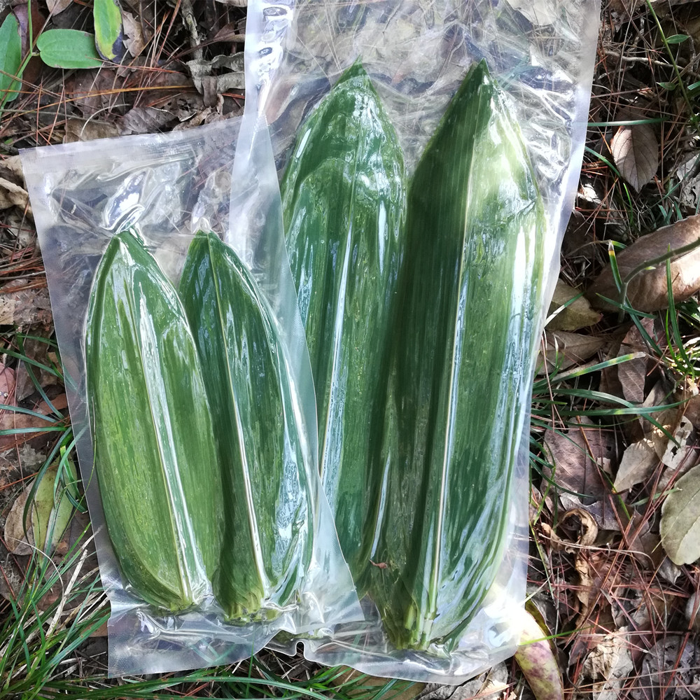 多瑙梦新鲜箬叶 日式寿司料理烤肉摆盘装饰青竹叶小粽叶粽子叶100片