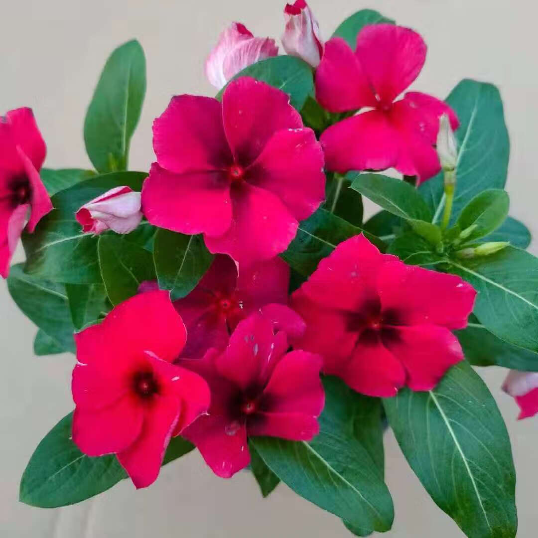 芊阙*轻奢芊阙长春花五瓣梅盆栽刺青新品种垂吊天天开阳台庭院带花