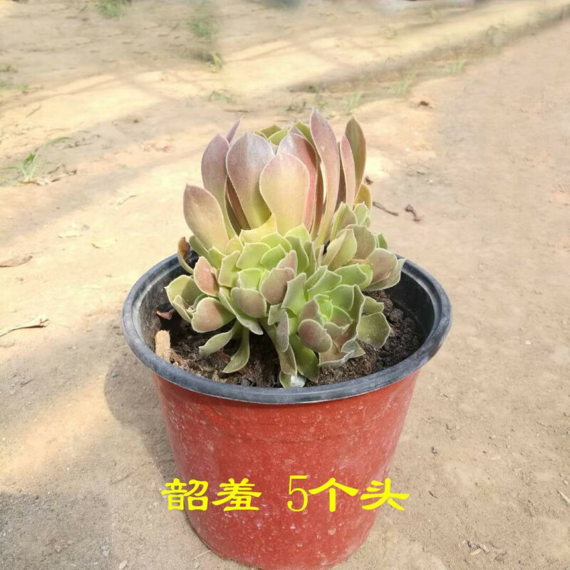 黑法师多肉老桩多头嘉年华系列贵货套餐肉肉稀有品种盆栽 30多头韶秀