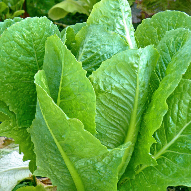 蝶遇 罗纹生菜罗马生菜种子半结球四季播阳台盆栽大田莱菜种孑蔬菜