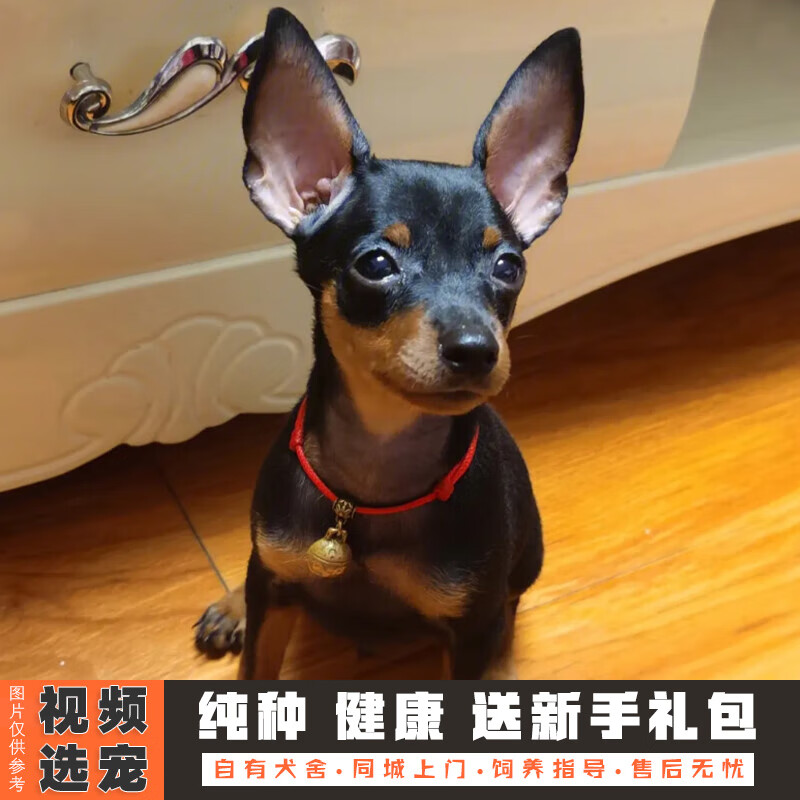 伊宠纯种小鹿犬幼犬宠物狗狗活体小狗活物幼崽小型犬 宠物级 公