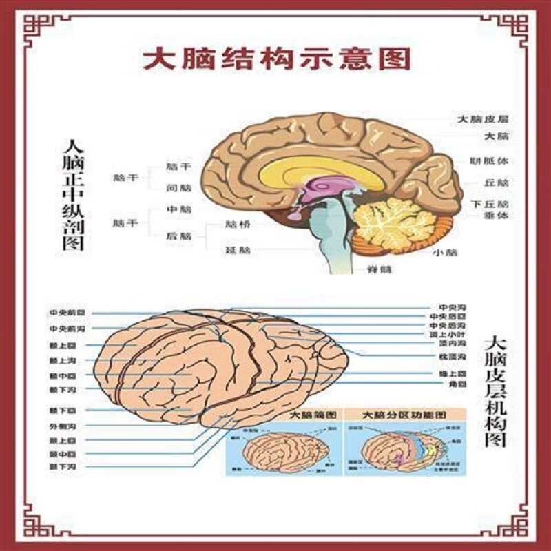 大脑结构示意图【28寸:50x70cm】