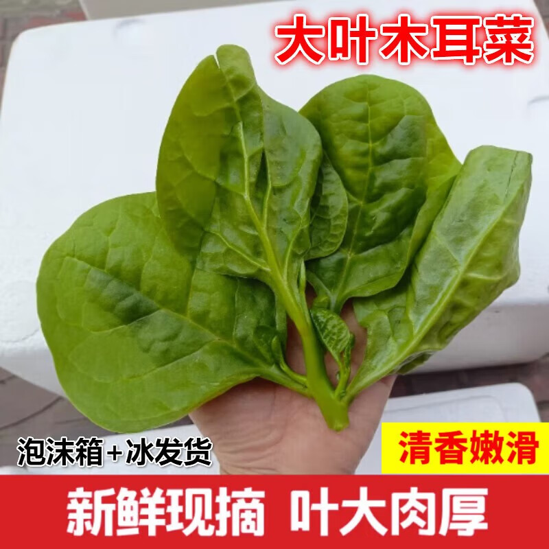 木耳菜 新鲜现摘软浆叶豆腐菜 四川特产农家自种时令蔬菜软江叶 500g