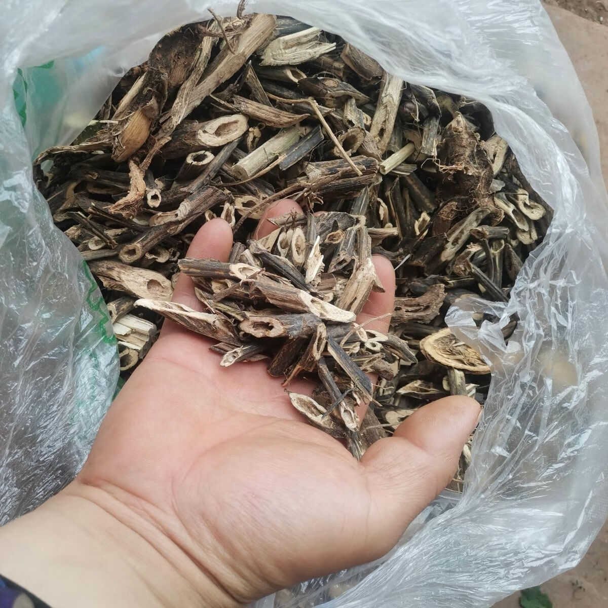 新鲜高原红活麻根红杆荨麻草根荨麻根霍麻禾麻火麻蝎子草根 干货杆子