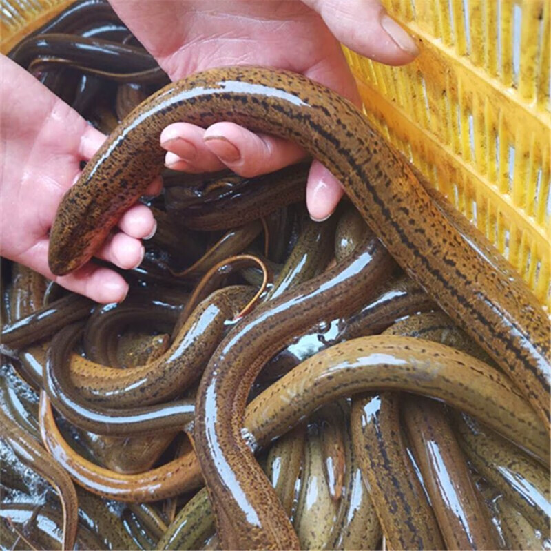 隆港汇   现杀新鲜黄鳝鱼 苏北长鱼大黄鳝不去骨长鳝鱼盘鳝新鲜鳝鱼2
