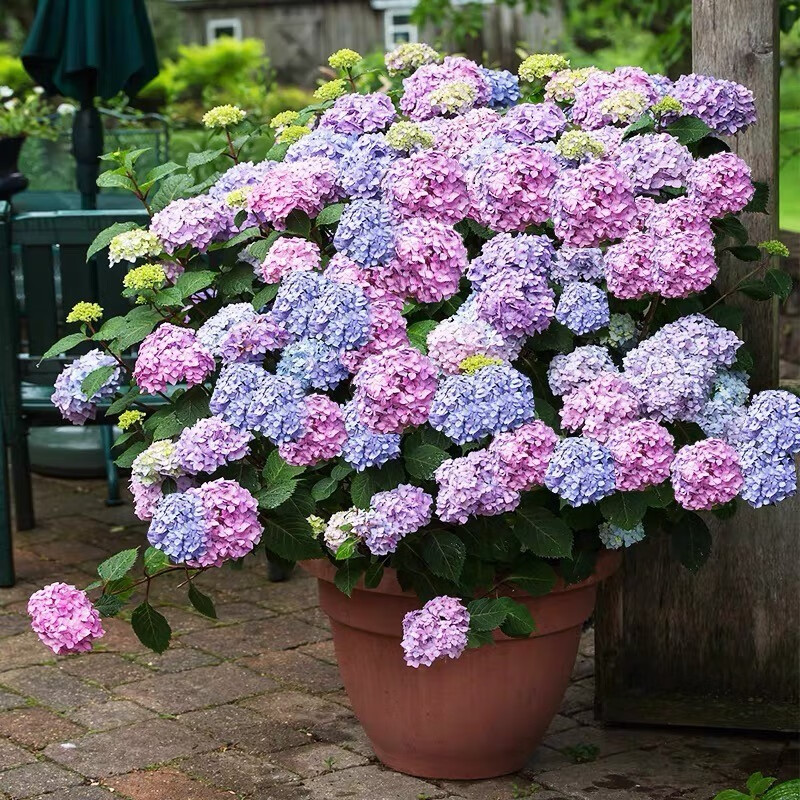 绣球花苗八仙花阳台盆栽庭院地栽耐寒花卉无尽夏四季开花老桩大花 地利沃【买三松一】 推荐5年老桩苗 当年开花多好成活