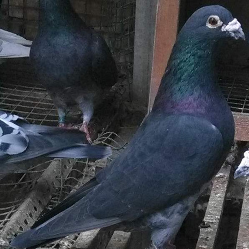 荣郁国血李鸟信鸽种蛋吴淞信鸽血统鸽子赛鸽远程鸽受精蛋可孵化鸽子蛋