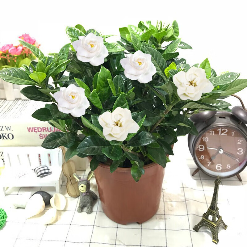 栀子花盆栽室内水培养殖四季开花卉不断带花苞绿植观赏绿植栀子花