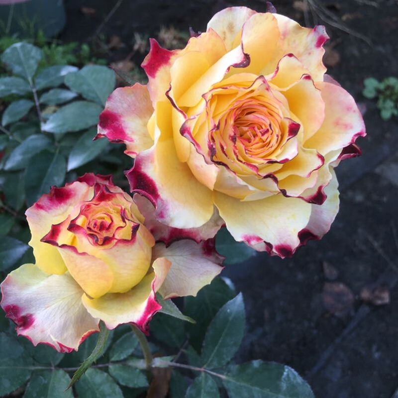 阳台月季花卉盆栽欧洲月季灌木浓香庭院多季节开花包子型复古花色扦插