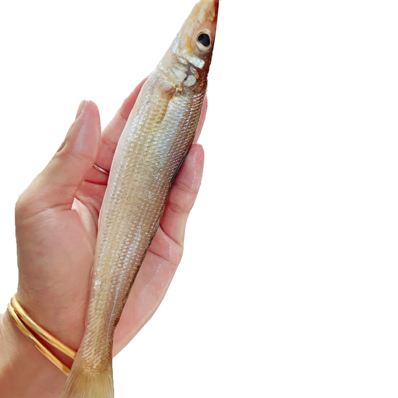 朵芙海捕沙丁魚 3斤 海魚活凍沙尖沙鉆冷凍 燒烤海鮮水產(chǎn)魚類 3斤【14-18cm】無冰凈重