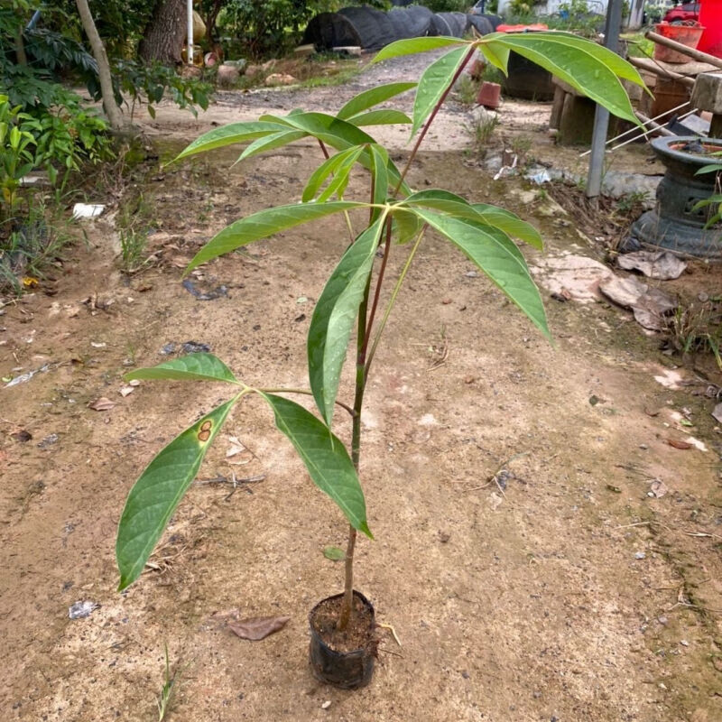 素蜜棉树本地乡土树木红花木棉广东木棉树苗广州木棉花名贵苗木 本地