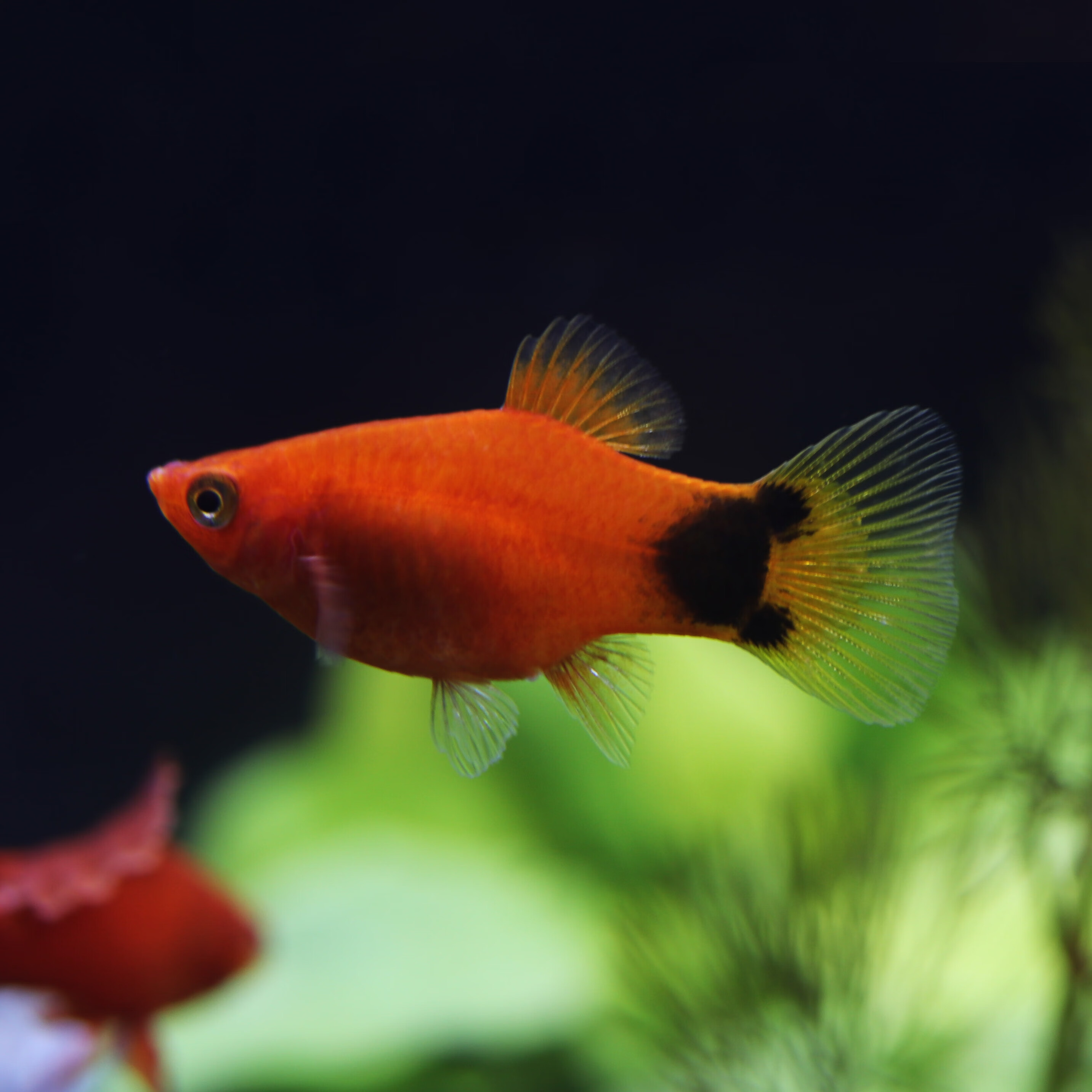 aipharow高帆红箭鱼活体观赏鱼高鳍月光鱼米奇胎生鱼热带鱼皮球玛丽鱼