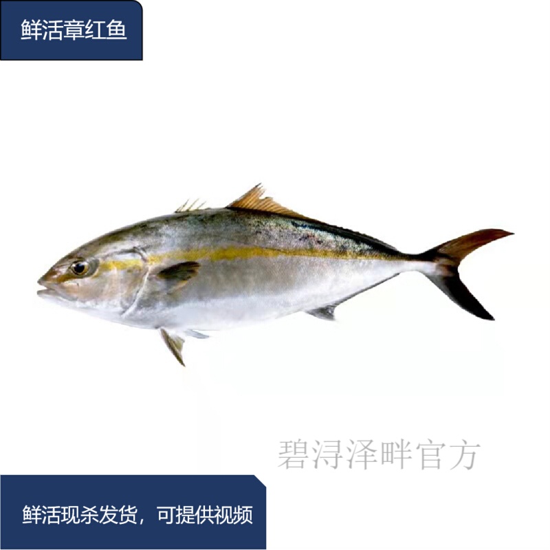 碧浔泽畔旗舰店 鲜活章红鱼整条红甘鱼油甘鱼 大章红鱼刺身深海鱼 6-7