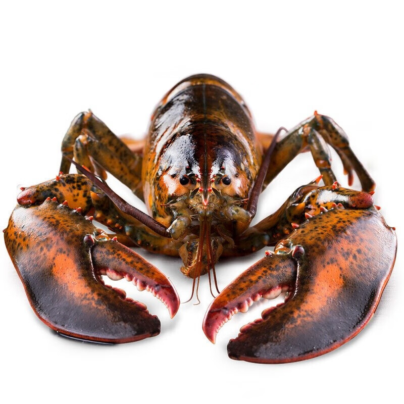 十里馋波士顿龙虾鲜活澳龙大龙虾大波龙鲜活海鲜澳洲澳龙虾奥龙大龙虾