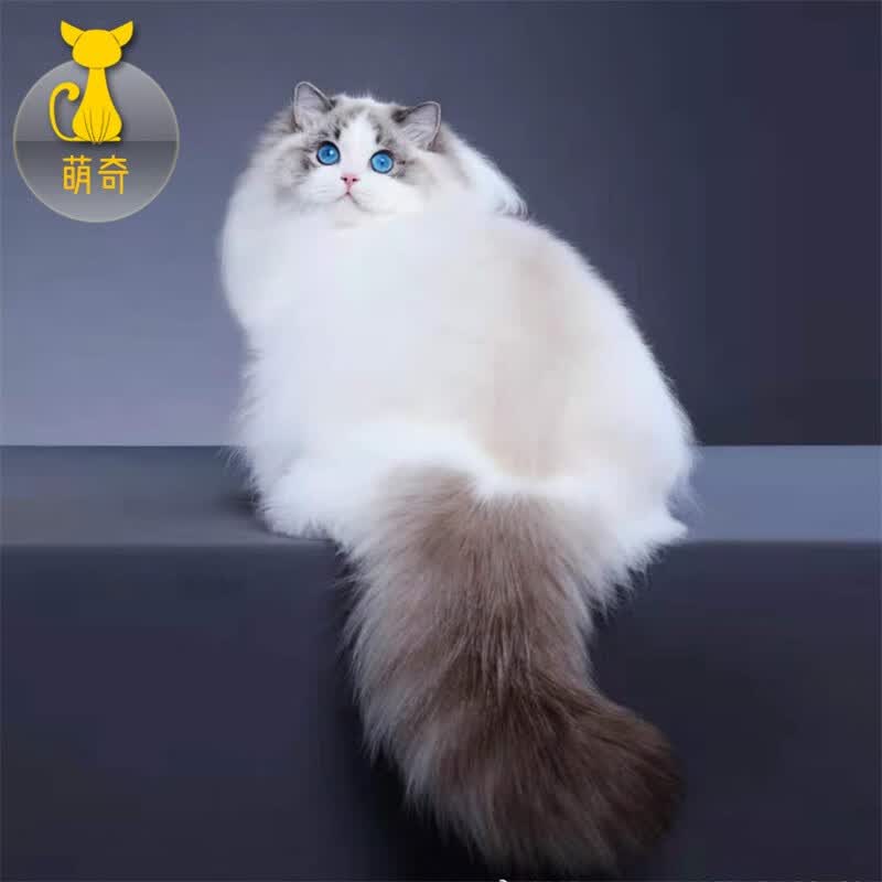 祥记萌奇布偶猫幼猫活体幼崽纯种仙女猫波斯系长毛猫蓝眼睛海双蓝双宠物猫 血统级使用感如何?
