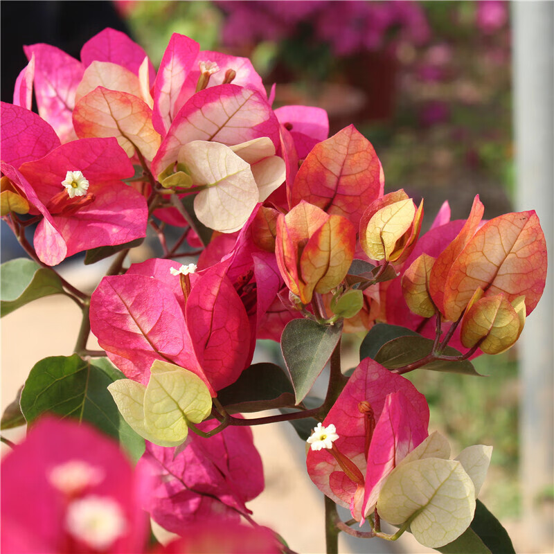 重瓣三角梅小苗盆栽带花爬藤老桩室内外四季种易活庭院阳台当年开