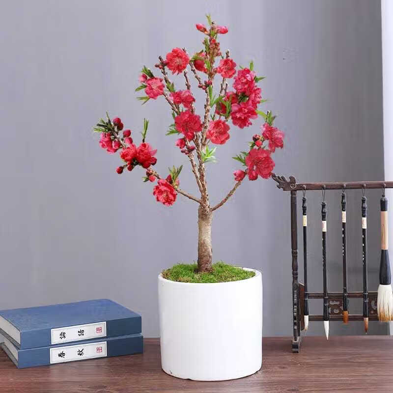 涞思芊*轻奢淑离(shuli)多瓣寿心桃盆栽寿星桃盆景桃树不带花苞庭院