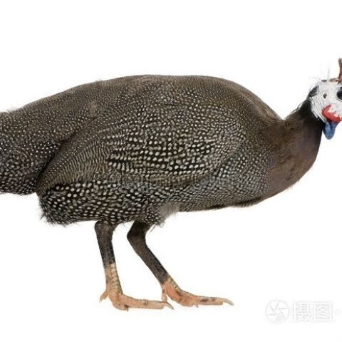 散养珍珠鸡即将下蛋珍珠鸡母鸡积鸡重真珠鸡成年3到4斤超大真 1公