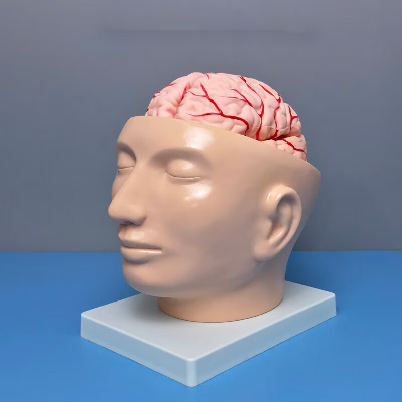 人体颅脑模型头部带大脑动脉血管分布小脑部可拆颅内解剖结构教学
