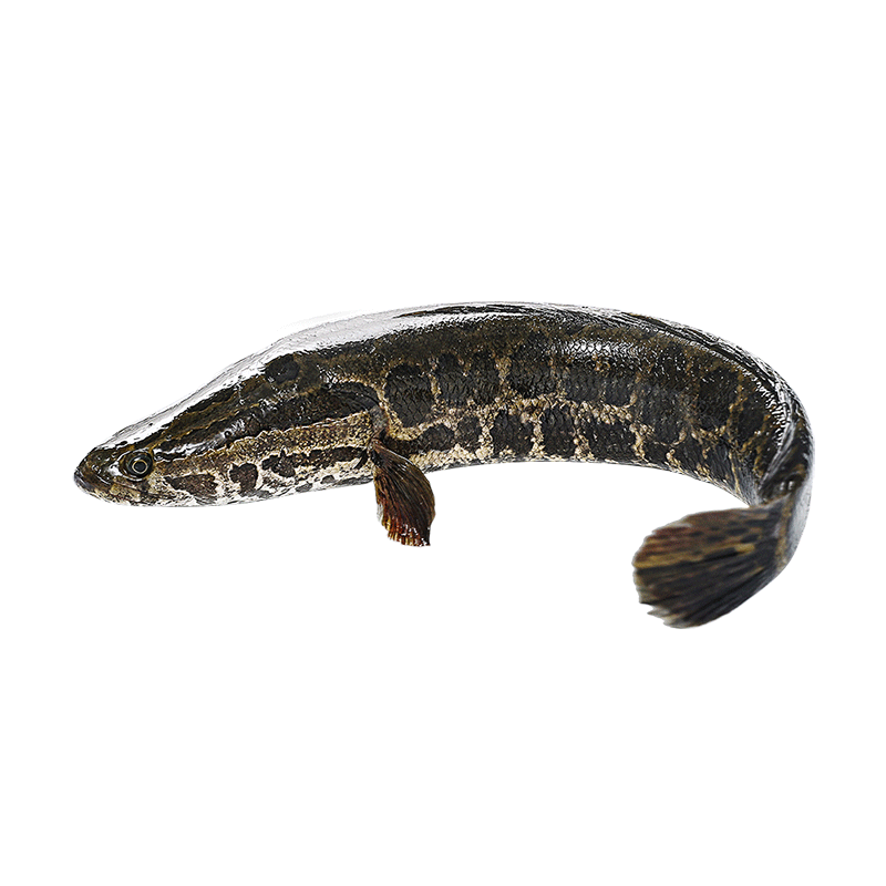 【冰鲜】片言片鱼 千岛湖生态黑鱼 净膛后2kg 1条 冰鲜大乌鱼 千岛湖