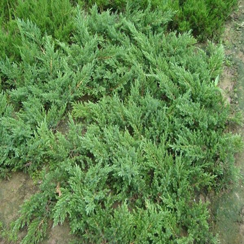 凯天 四季常青地被植物 沙地柏苗 地柏小苗 铺地柏 爬地柏 柏树苗 铺