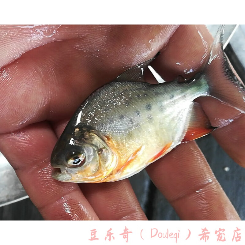 鲳鱼苗新品红鲳鱼淡水白鲳苗鲳鱼水花苗观赏鱼活体苗 高蛋白鱼饲料1包