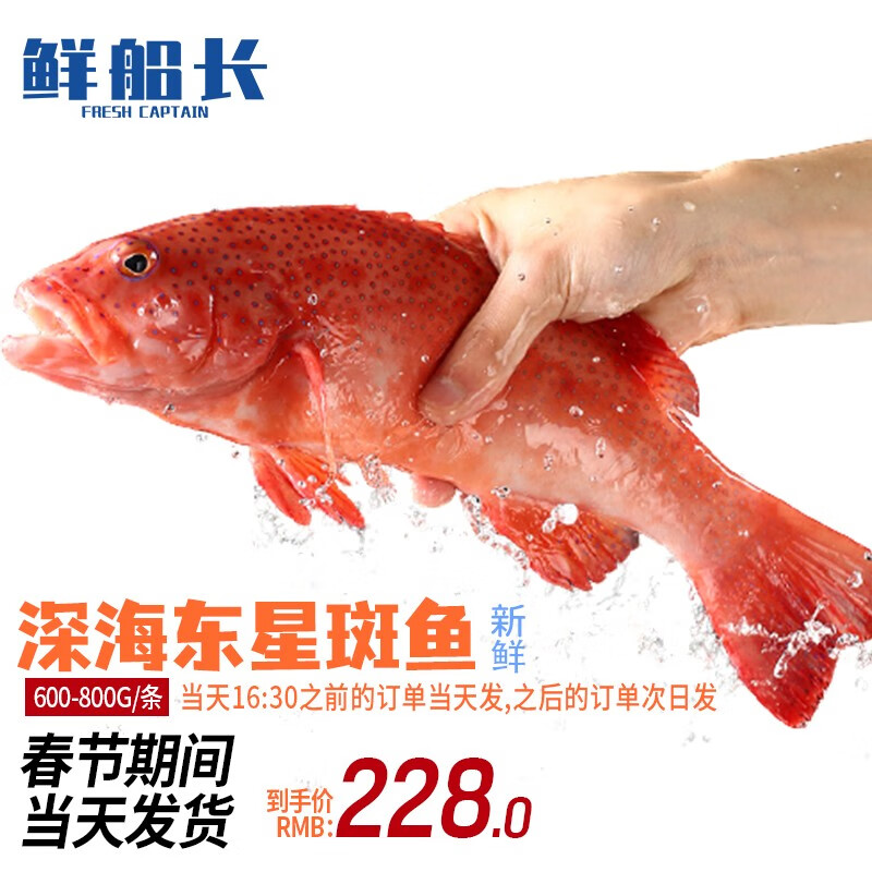 鲜船长 冰鲜深海东星斑鱼500-800g1条 石斑鱼深海鱼海鲜水产鱼类 冰鲜