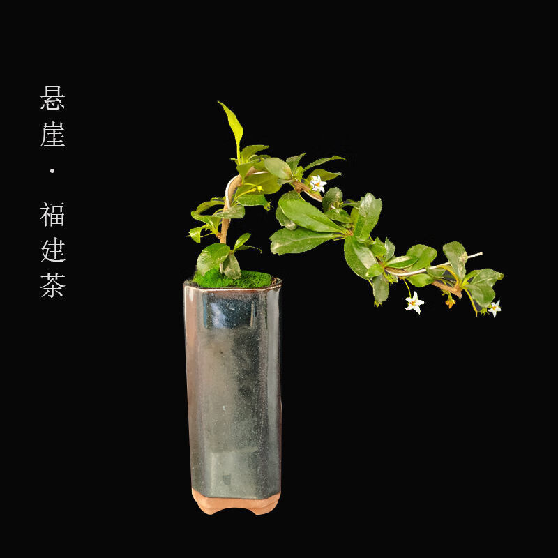 【精选绿植】福建茶盆景老桩茶树室内办公室桌面开花六月雪造型植物
