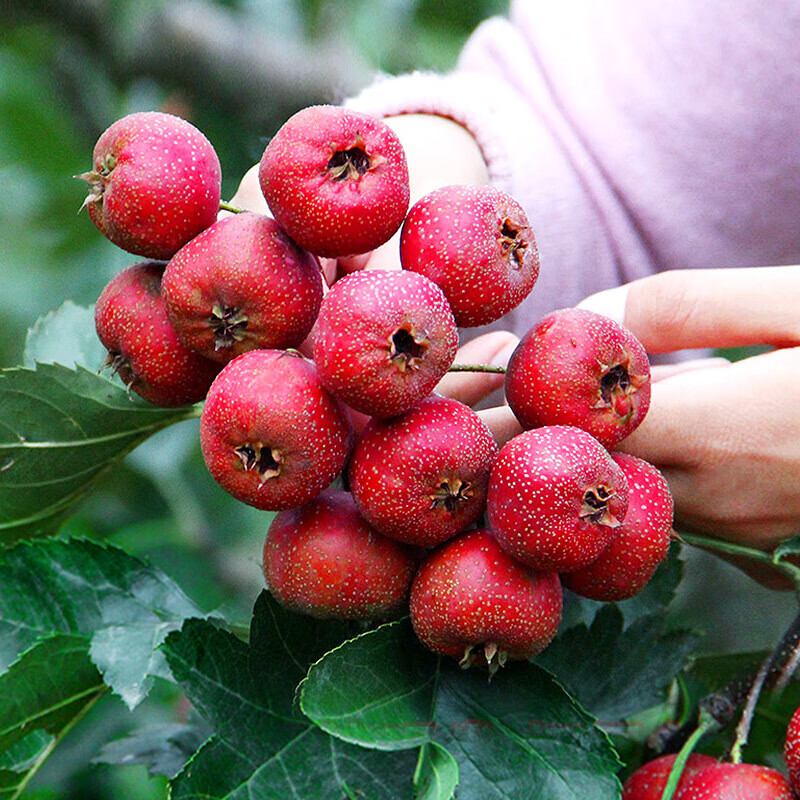 桃李村新鲜山楂果特级大山楂现摘现发鲜山里红果山楂干冰糖葫芦用 3斤
