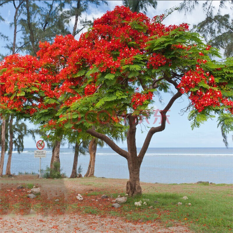 蓝花楹苗蓝花楹树苗 蓝雾树苗红花楹苗 红花楹树苗庭院别墅道路风景树