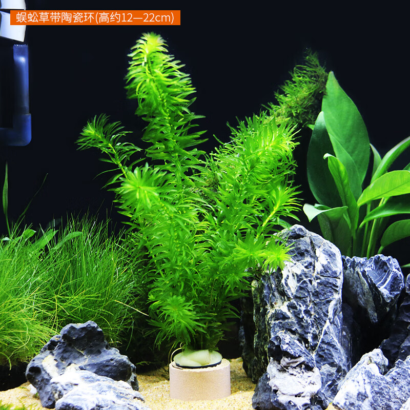 쾰ˮݻ̬ƿݸװνֲо 1(Լ6-8)(ֲ)