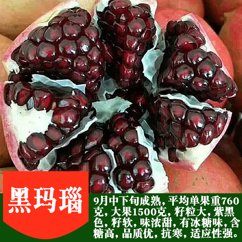 石榴苗南方北方种植阳台庭院盆栽地栽果树苗 黑玛瑙(六年苗2厘米粗)