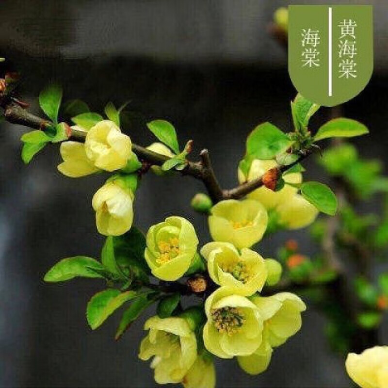 【老桩造型海棠】海棠花多头盆栽盆景耐寒室内外四季开花重瓣 黄海棠