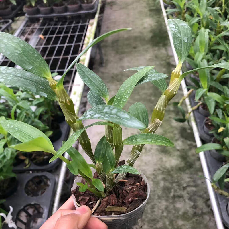 木繁可食用金钗石斛苗赤水金钗石斛种苗金钗石斛盆栽姬美石斛绿植盆栽