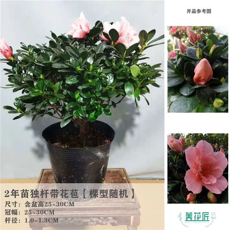 【精品绿植】四季开花杜鹃花苗盆栽花卉植物室内客厅阳台绿植物盆景易